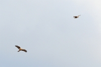 29819 Circus aeruginosus (Falco di palude, femmina adulta) e Pernis apivorus (Falco pecchiaiolo)